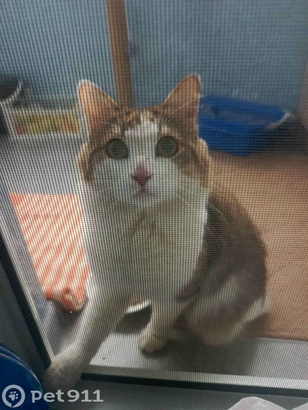 Найдена кошка в Владимире — фото объявления