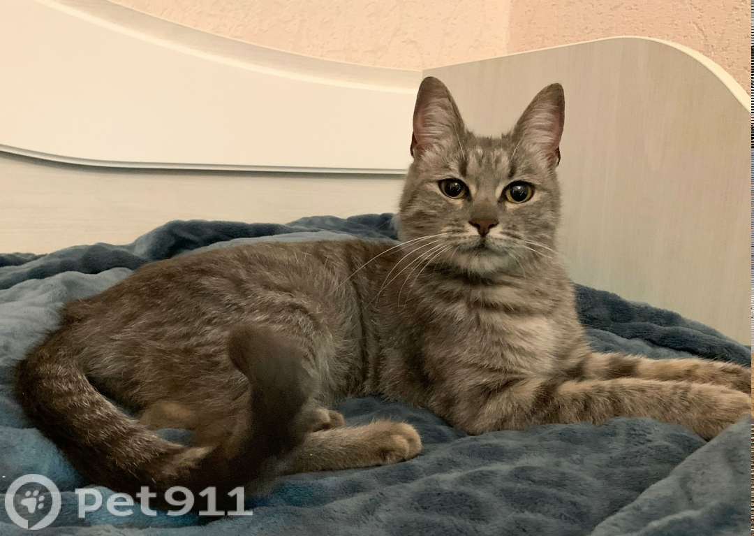 Найдена кошка в Владимире — фото объявления