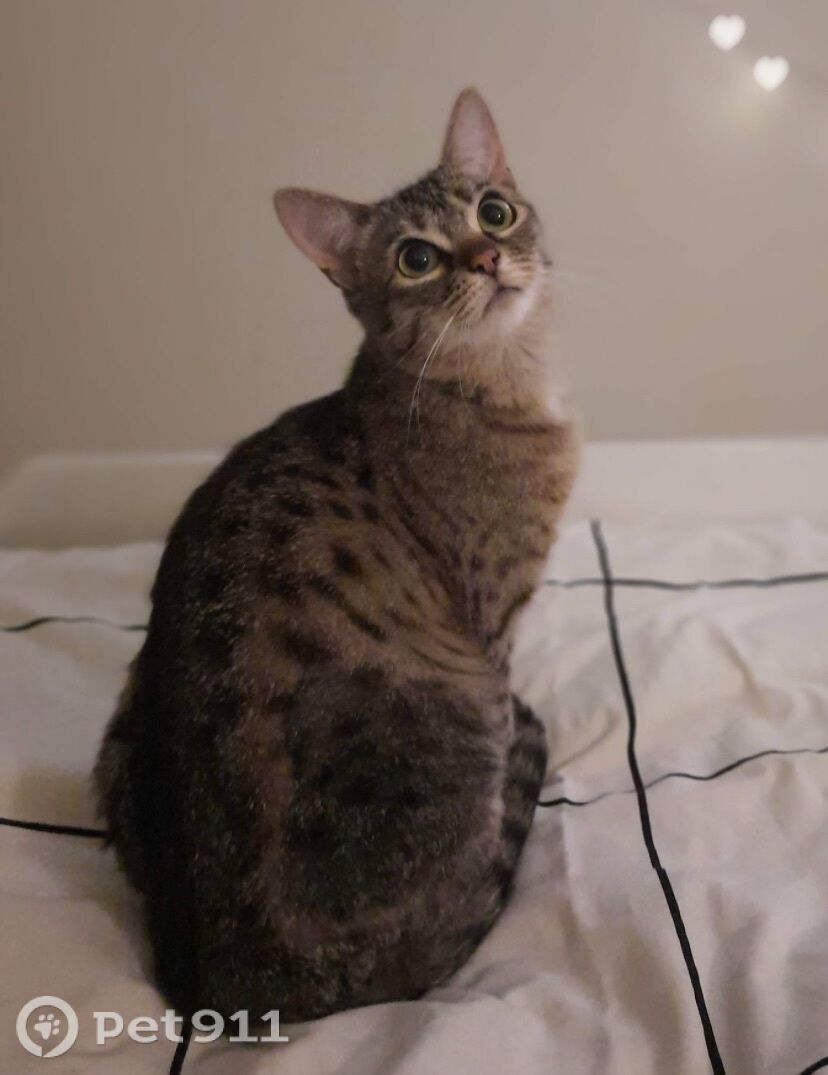 Пропала кошка в Владимире — фото объявления