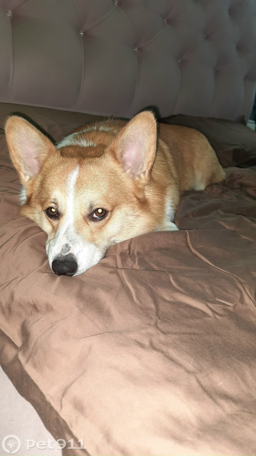 Пропала собака в Владимире — фото объявления