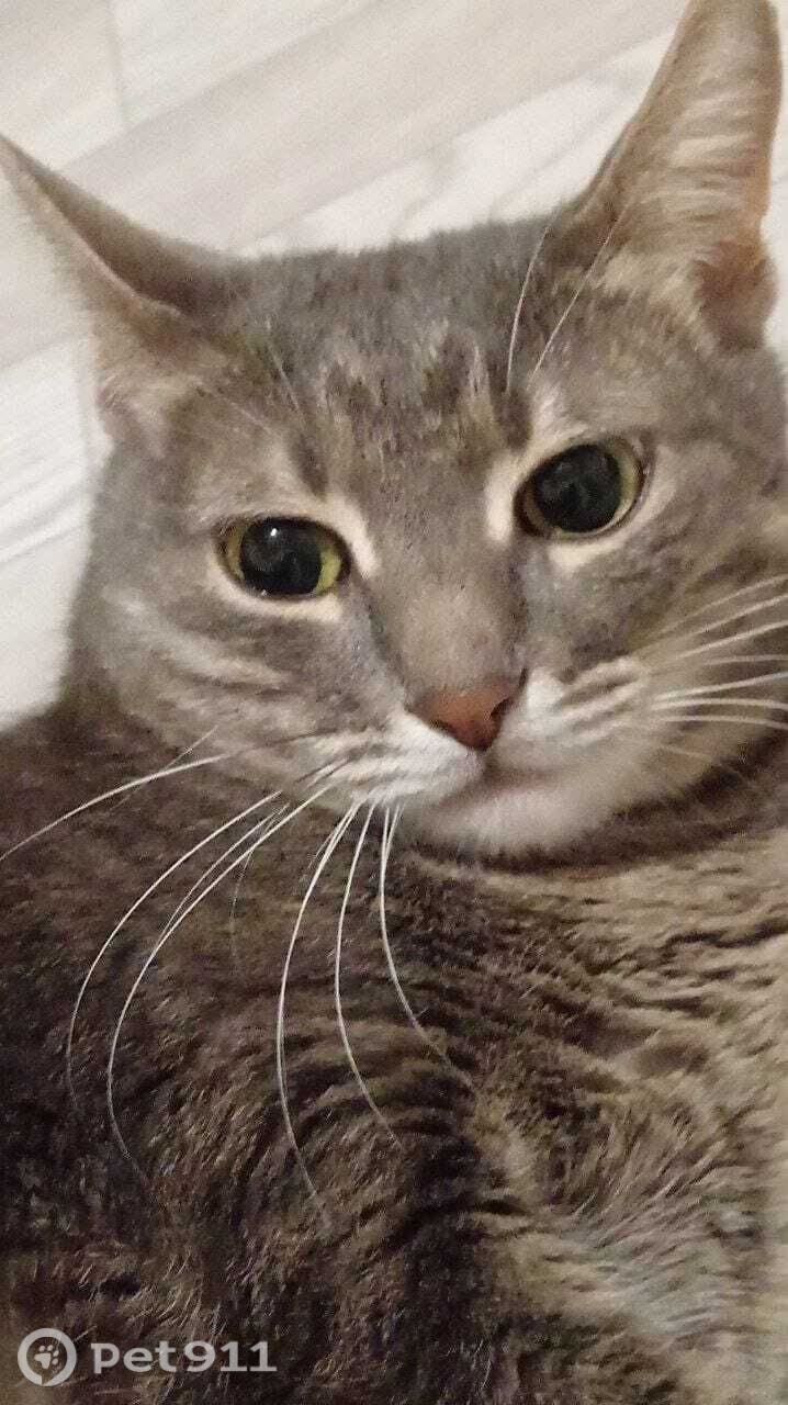 Пропала кошка в Владимире — фото объявления