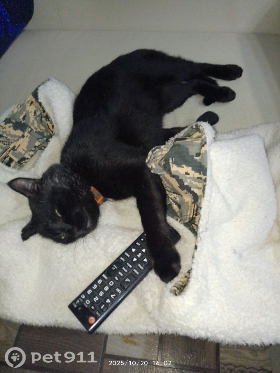 Пропала кошка в Владимире — фото объявления