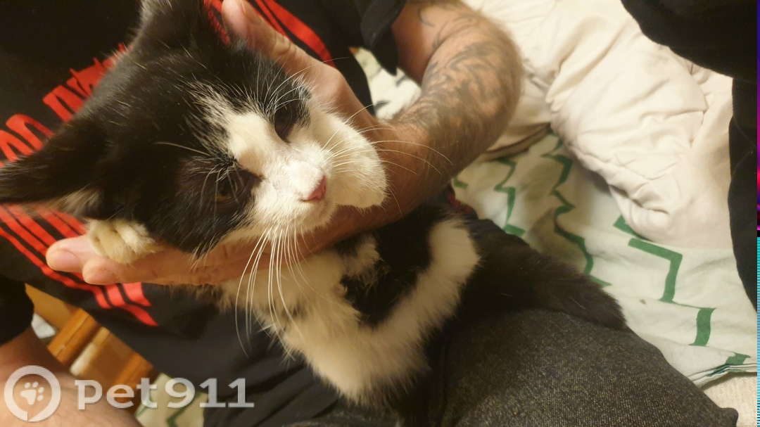 Найдена кошка в Владимире — фото объявления