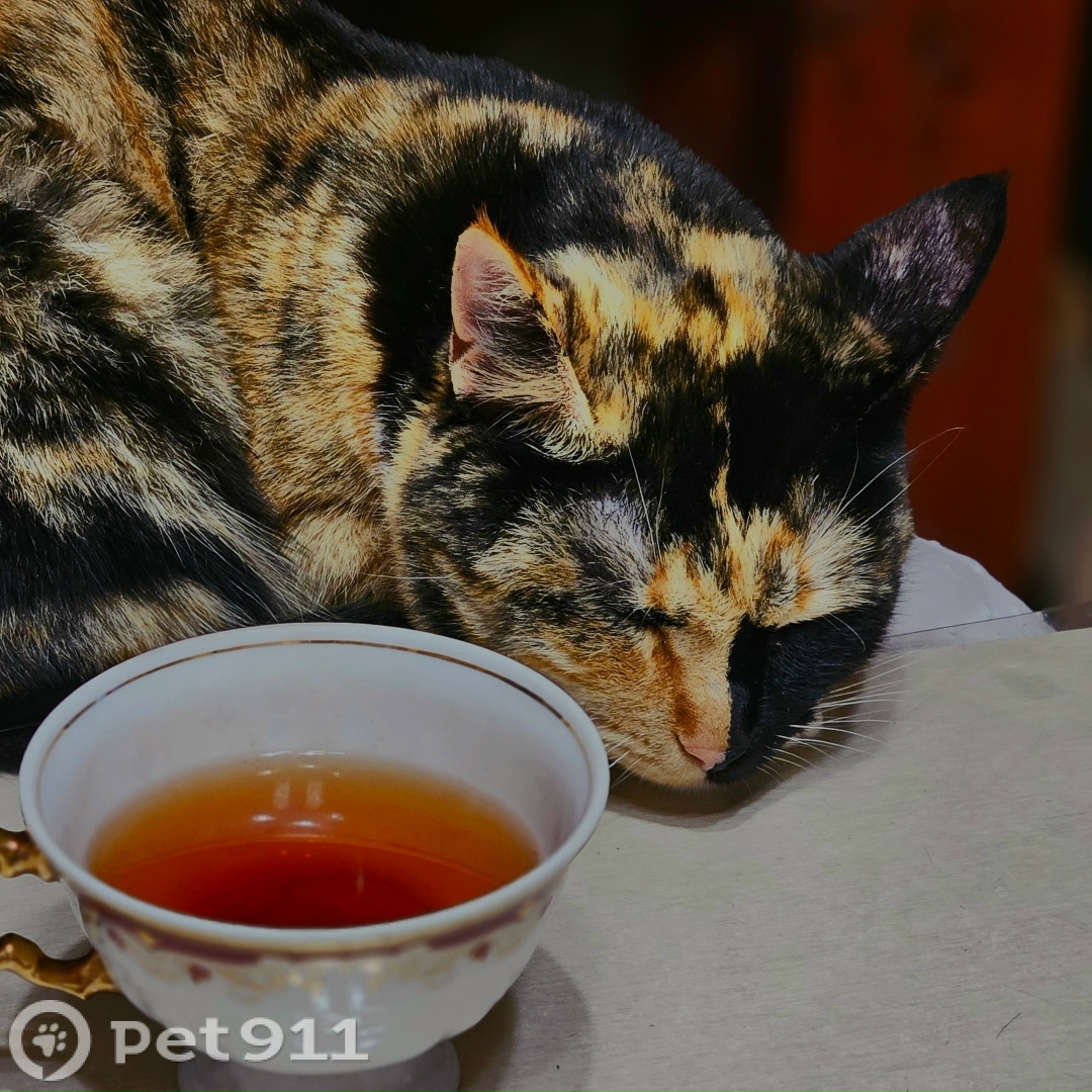 Пропала кошка в Владимире — фото объявления