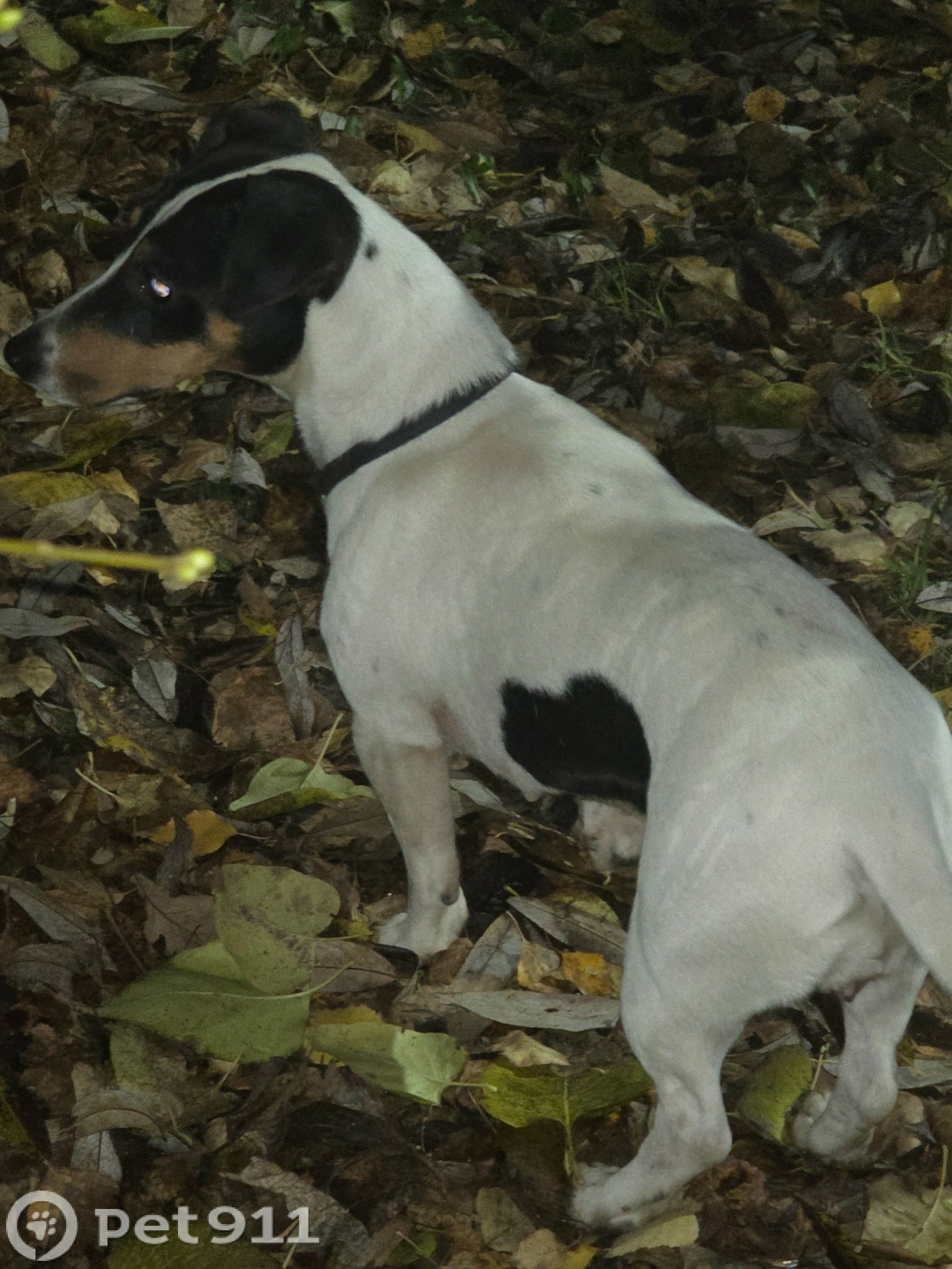 Найдена собака в Владимире — фото объявления