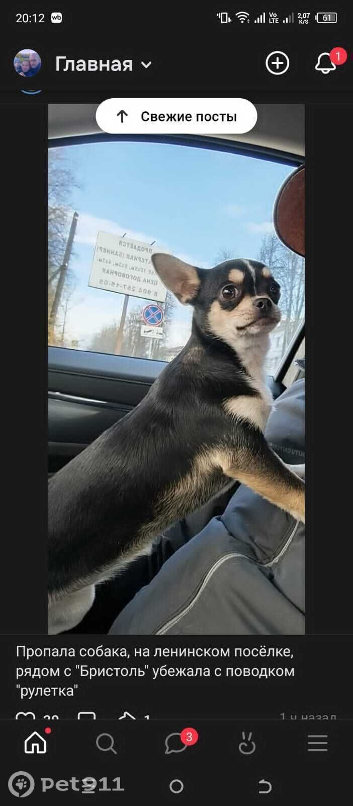 Пропала собака в Владимире — фото объявления