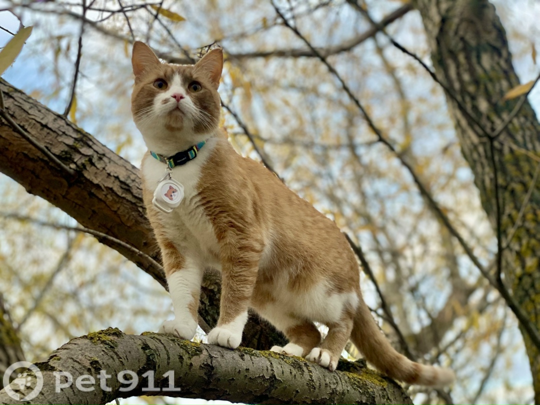 Пропала кошка в Владимире — фото объявления