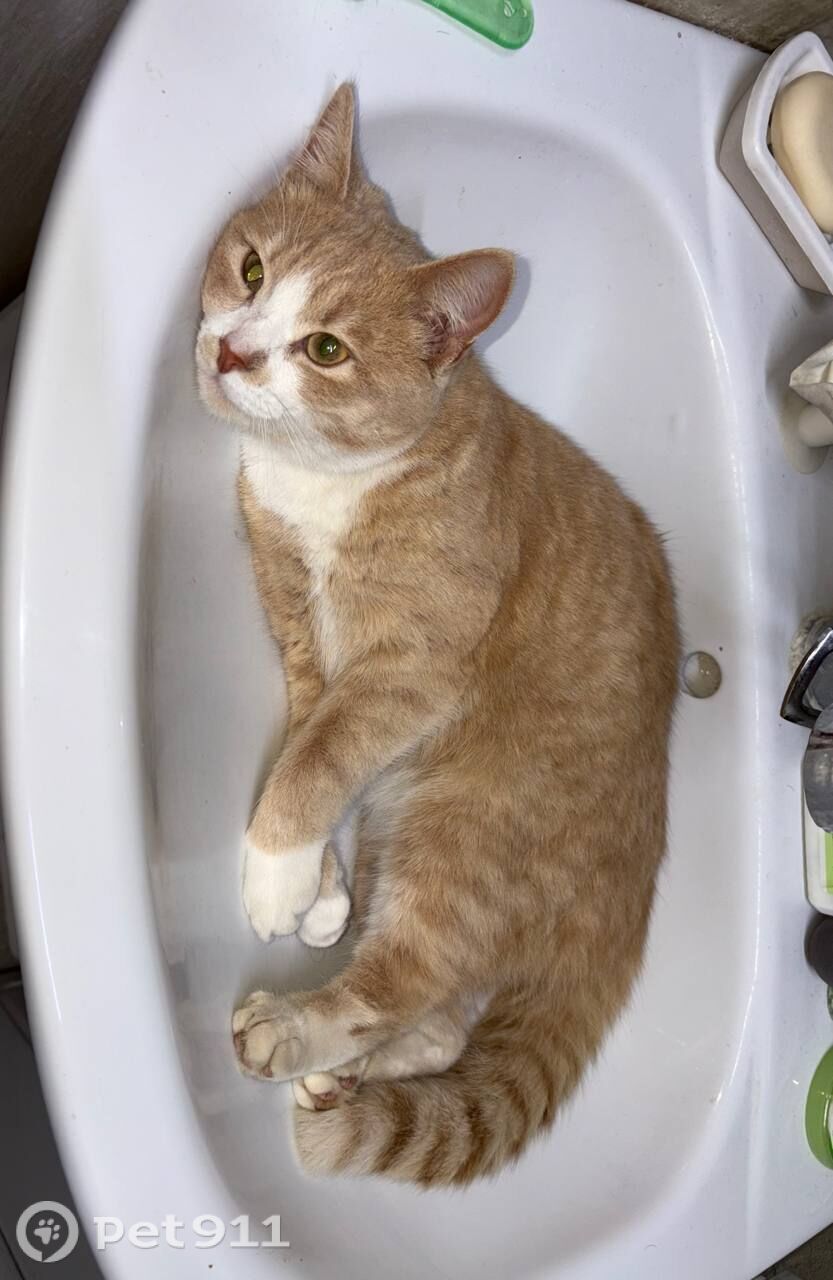 Пропала кошка в Владимире — фото объявления