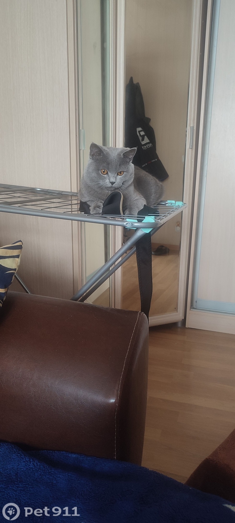 Пропала кошка в Владимире — фото объявления