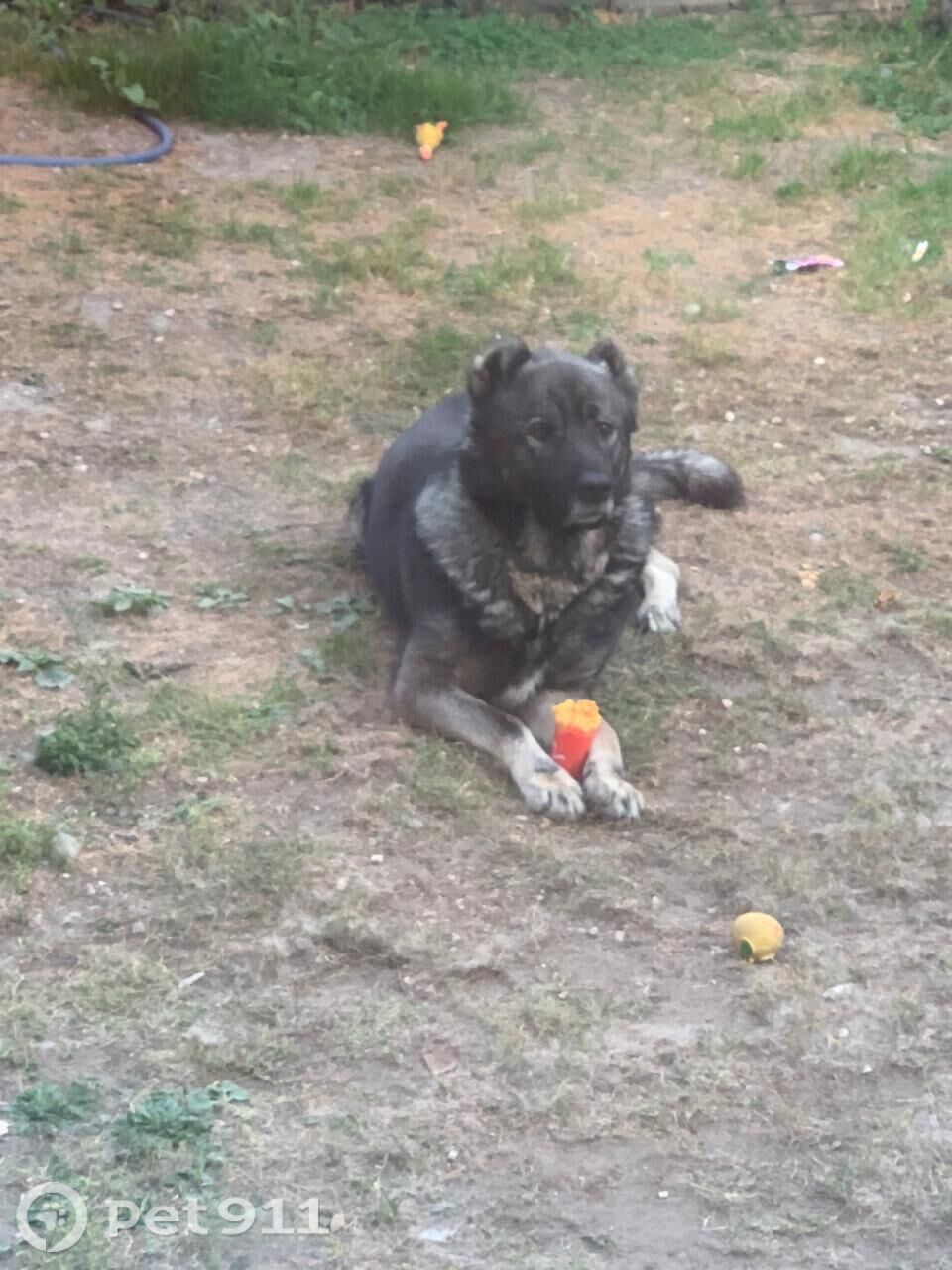 Пропала собака в Владимире — фото объявления