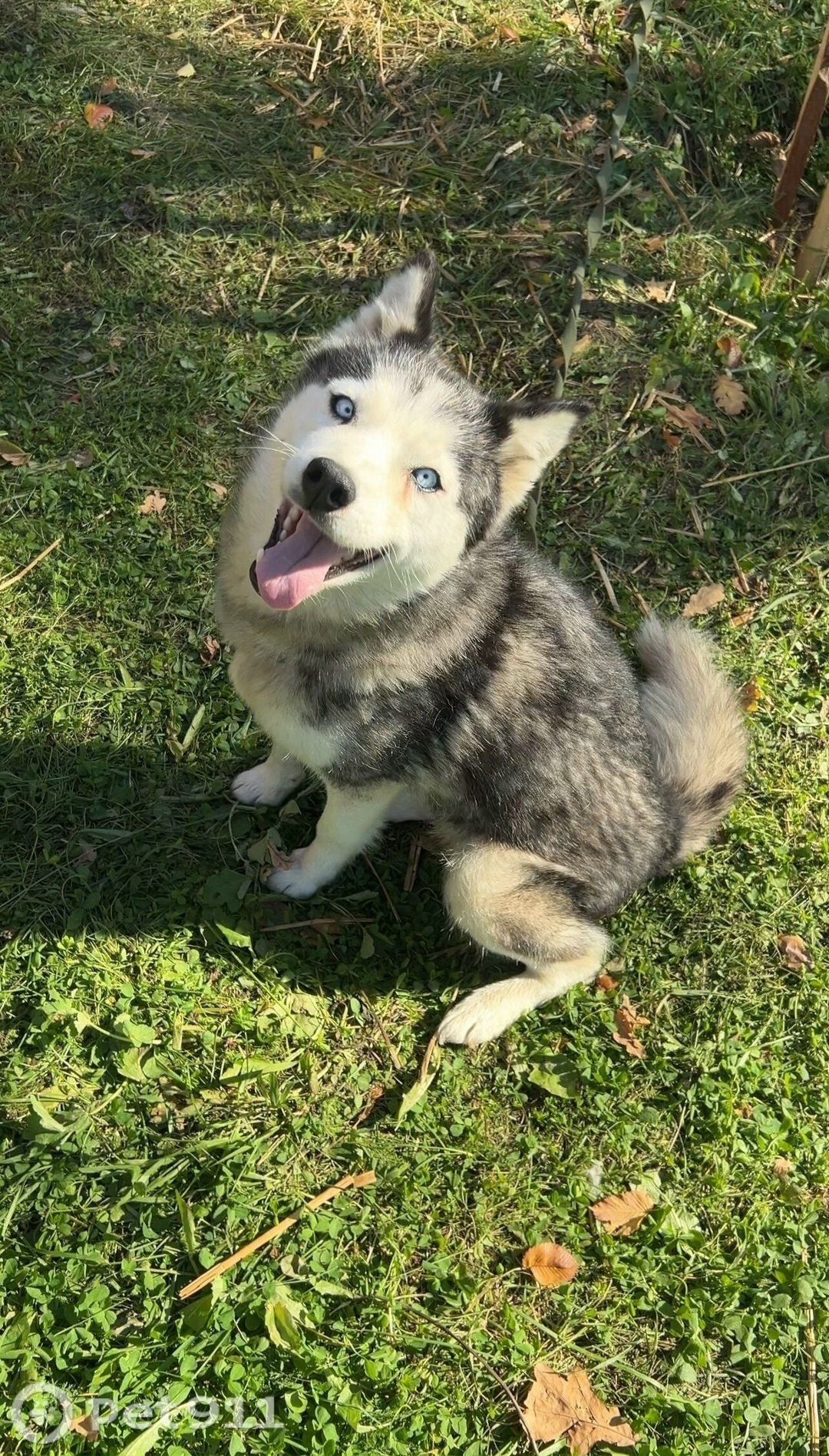 Пропала собака в Владимире — фото объявления