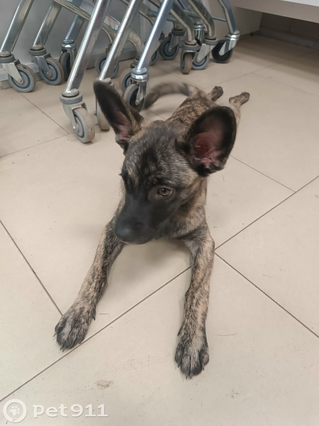 Найдена собака в Владимире — фото объявления