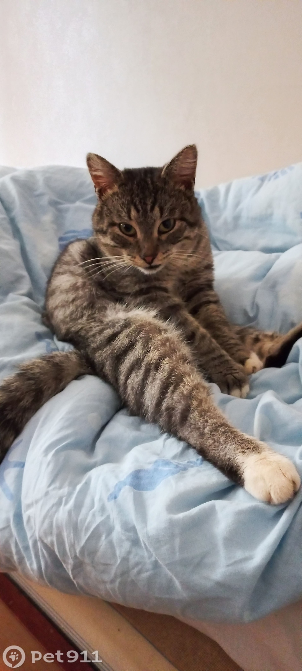 Пропала кошка в Владимире — фото объявления