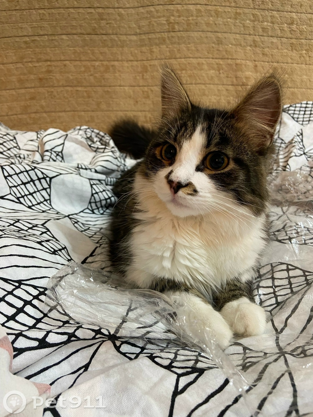 Пропала кошка в Владимире — фото объявления