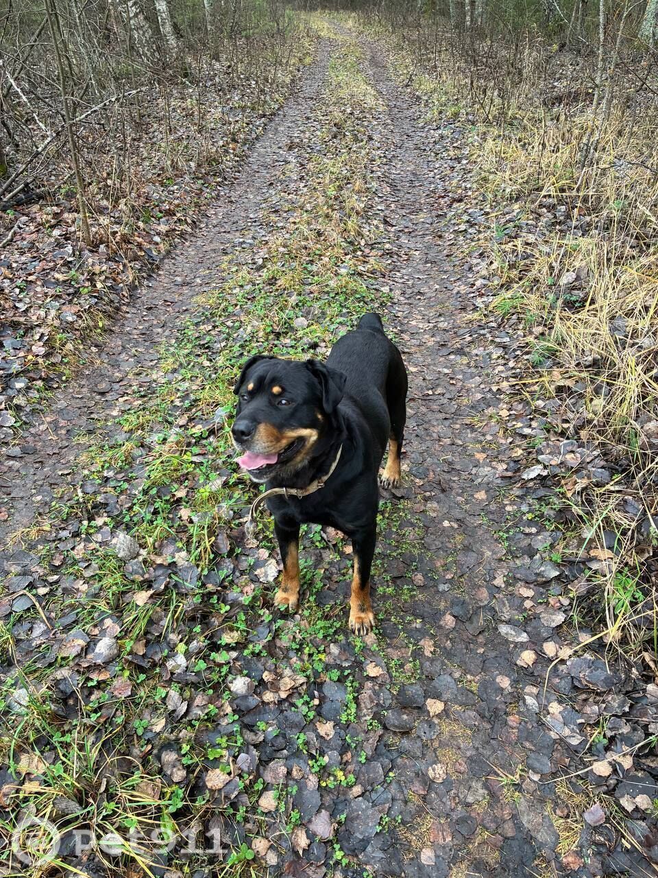 Найдена собака в Владимире — фото объявления