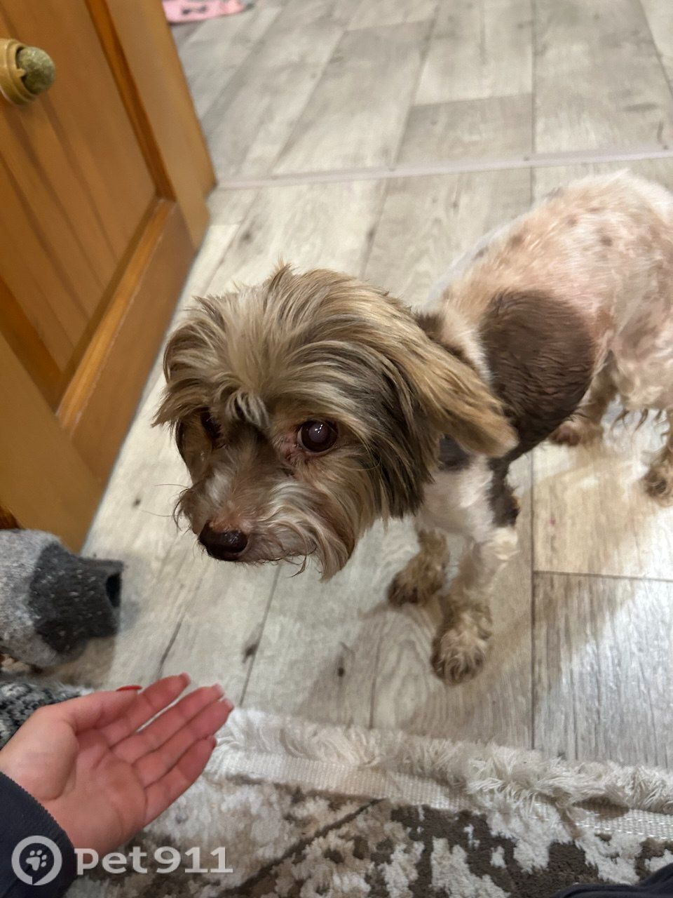 Найдена собака в Владимире — фото объявления