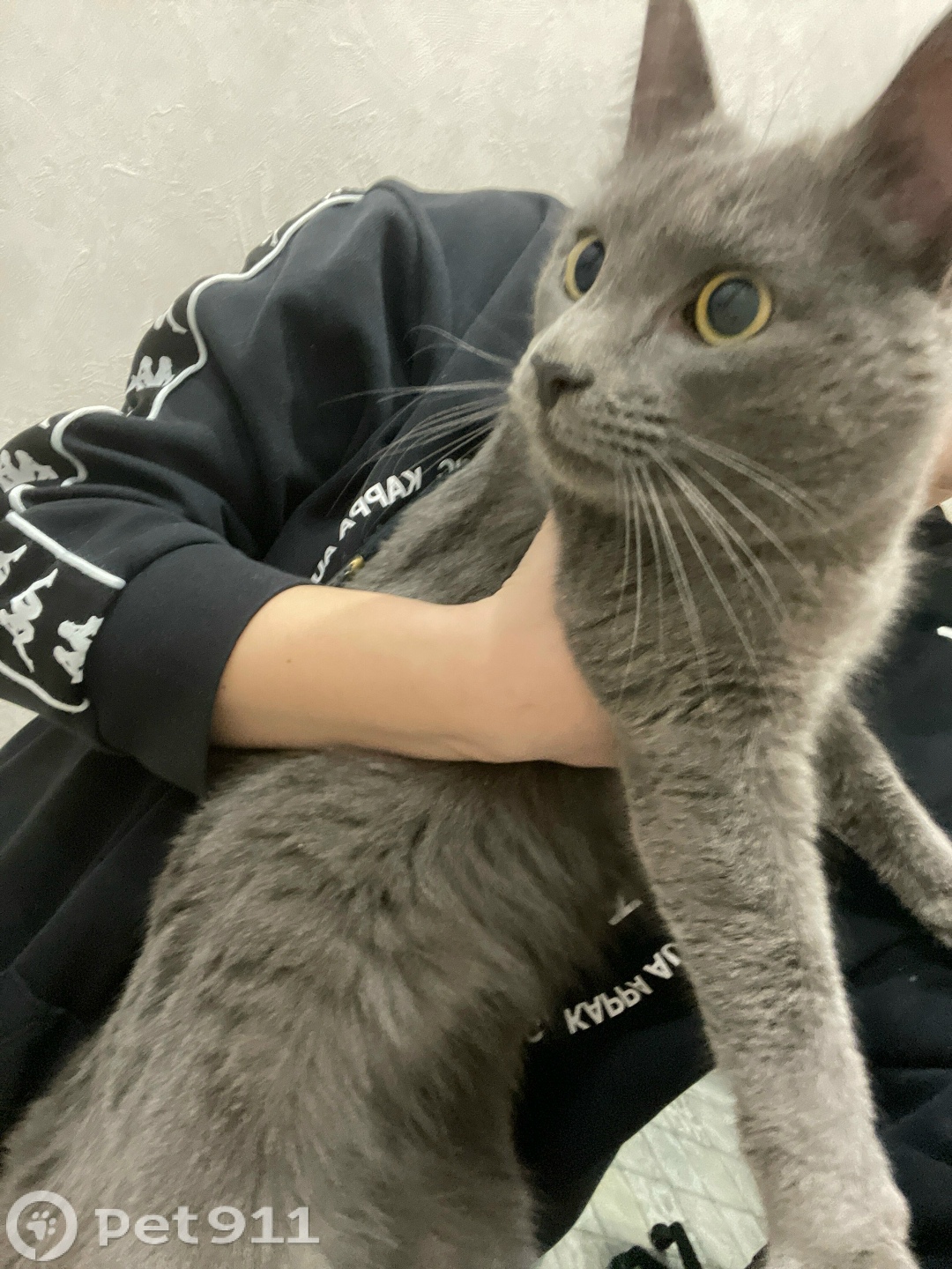 Найдена кошка в Владимире — фото объявления