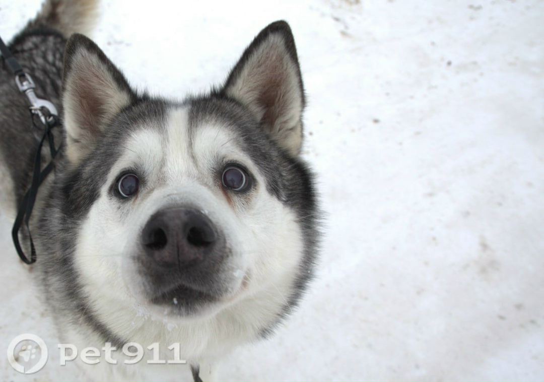 Пропала собака в Владимире — фото объявления