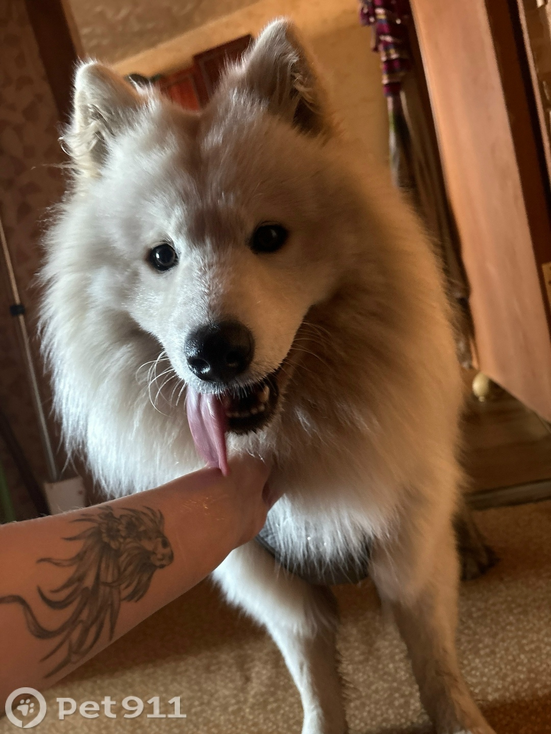 Найдена собака в Владимире — фото объявления