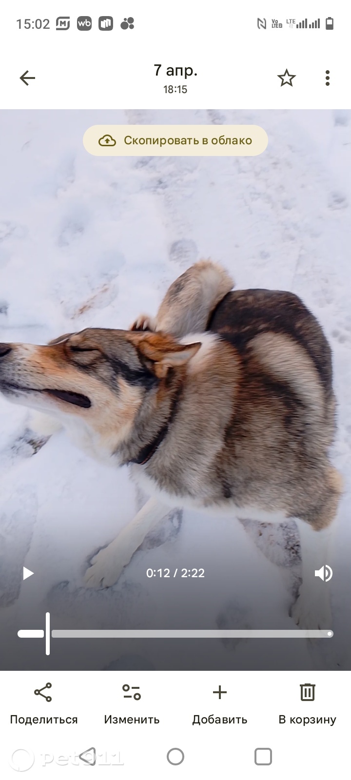 Пропала собака в Владимире — фото объявления