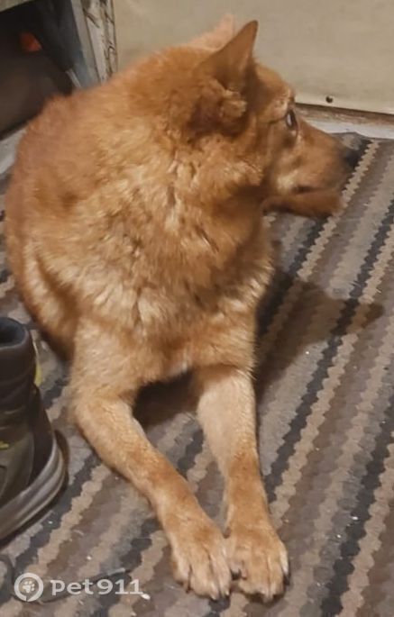 Найдена собака в Владимире — фото объявления