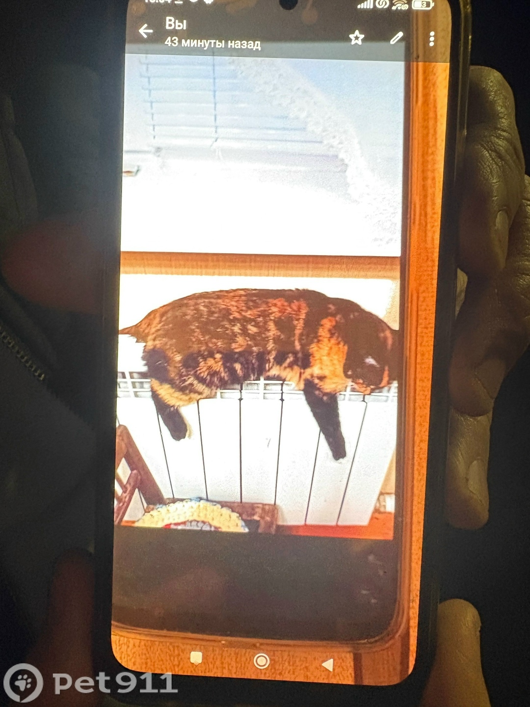 Пропала собака в Владимире — фото объявления