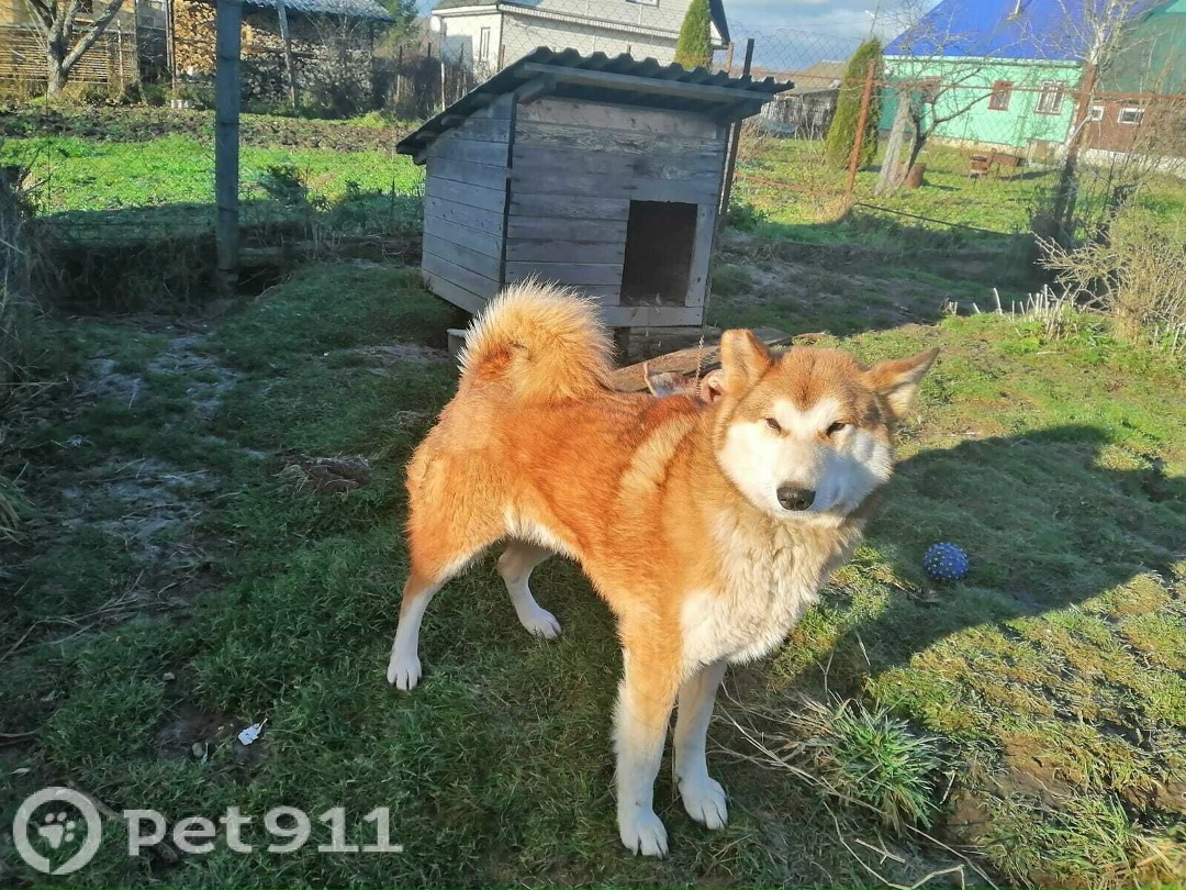 Найдена собака в Владимире — фото объявления