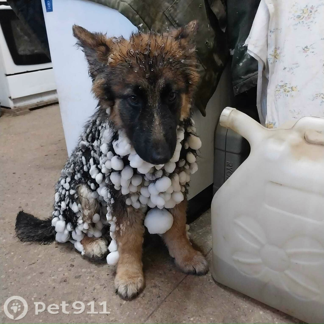 Пропала собака в Владимире — фото объявления