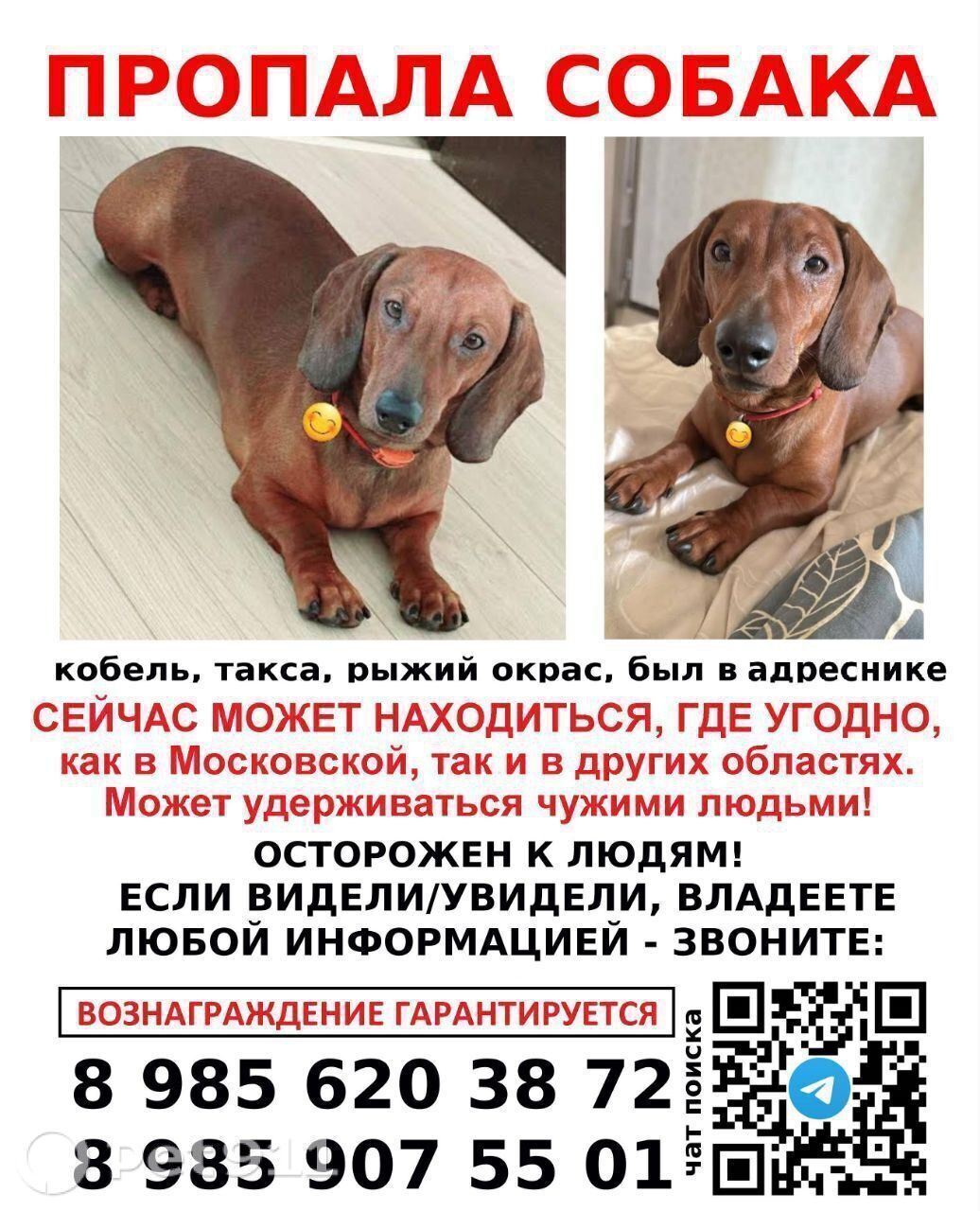 Пропала собака в Владимире — фото объявления