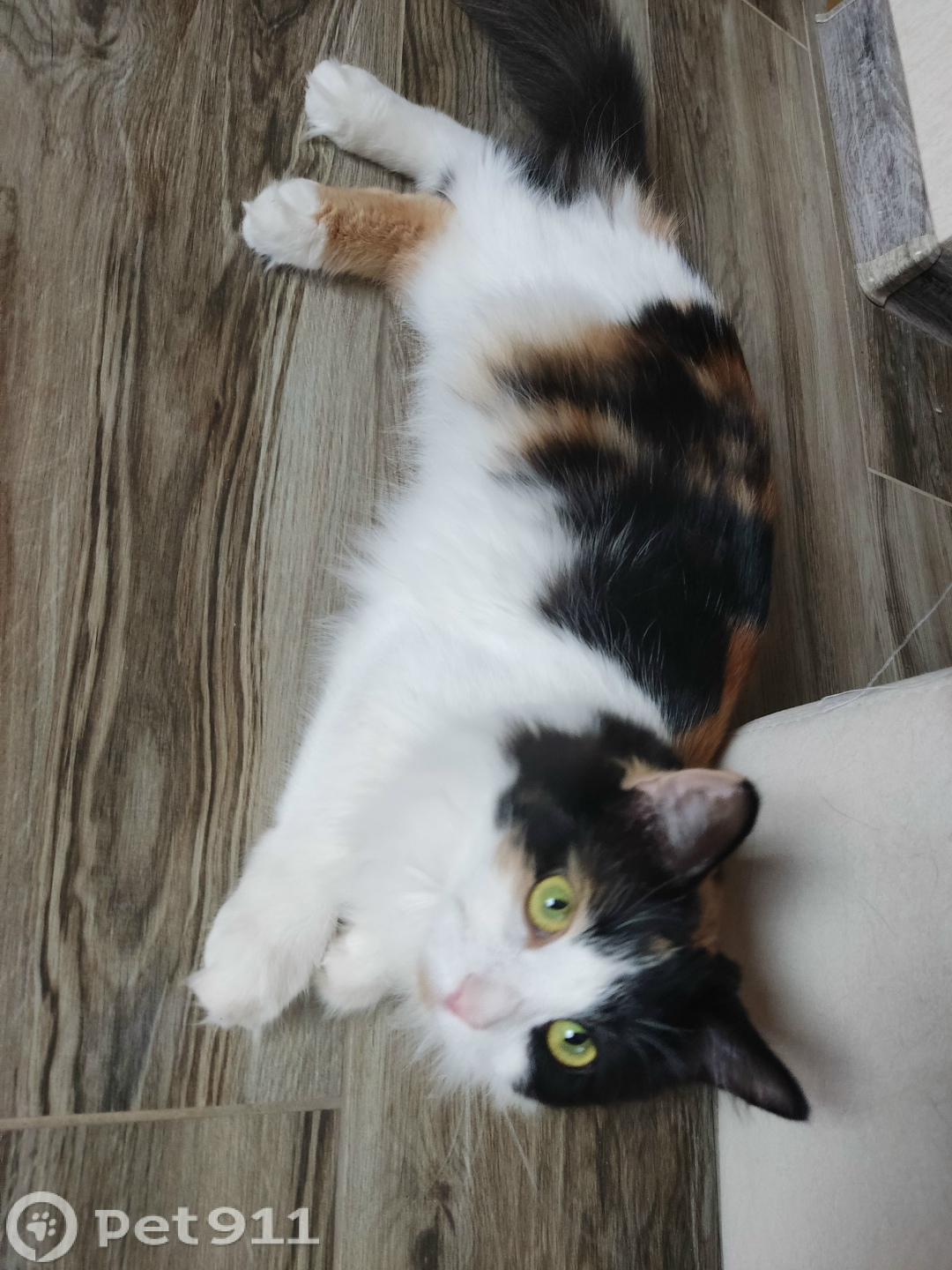 Пропала кошка в Владимире — фото объявления