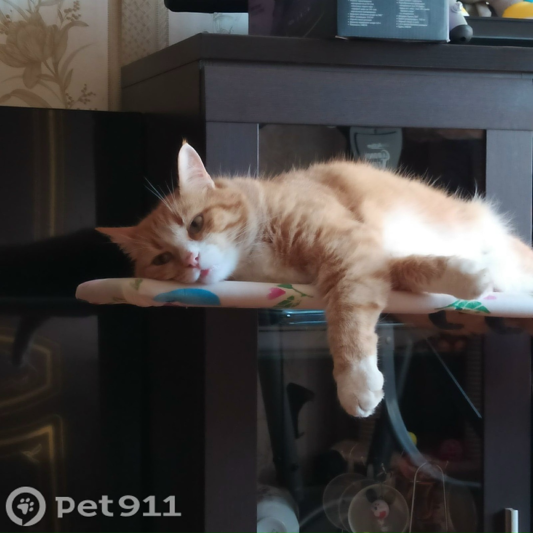 Пропала кошка в Владимире — фото объявления