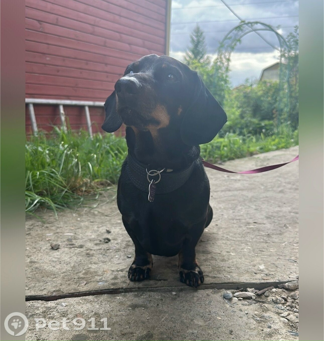 Пропала собака в Владимире — фото объявления