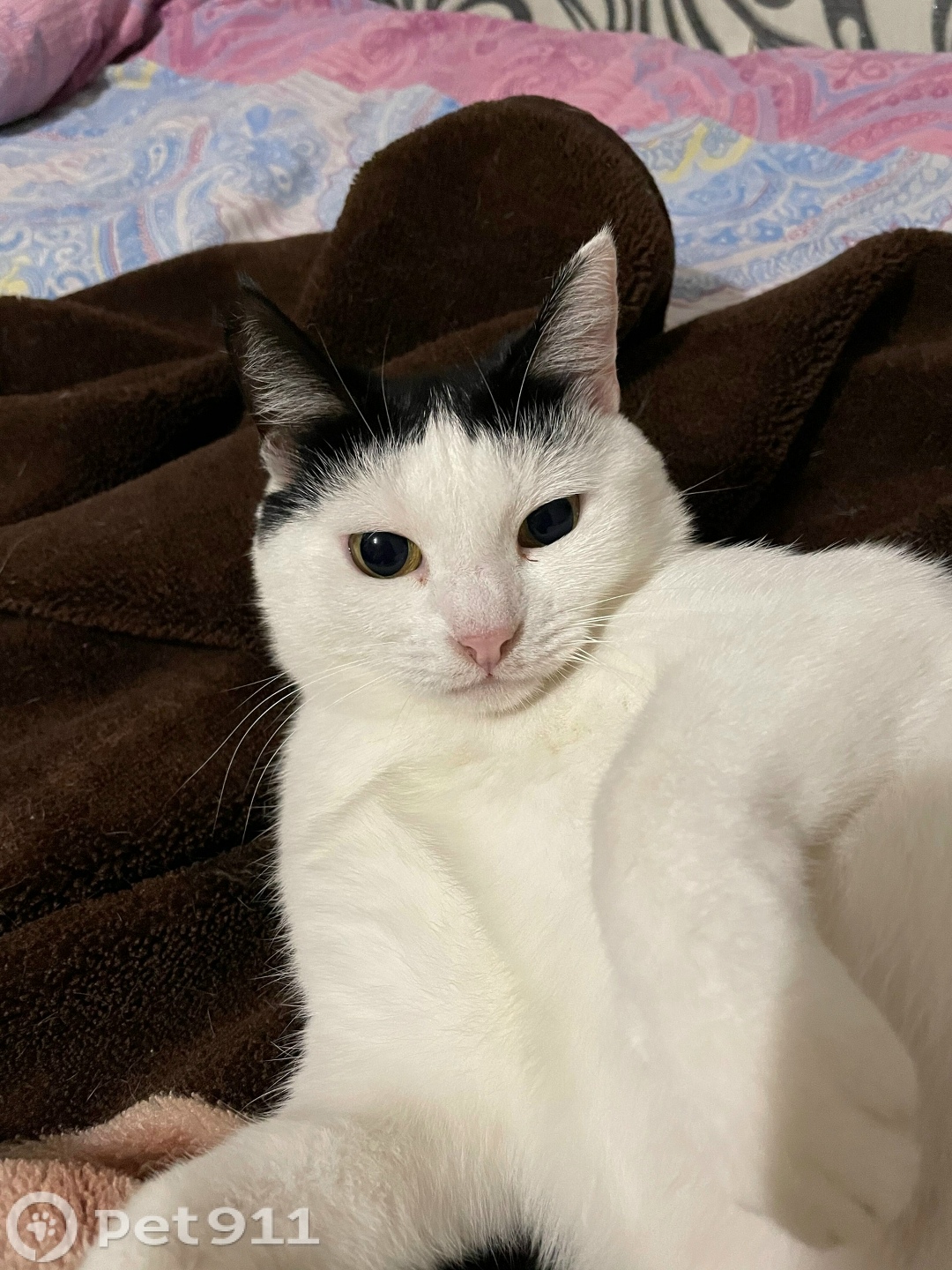 Пропала кошка в Владимире — фото объявления