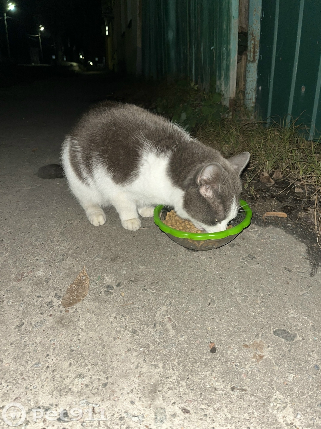 Найдена кошка в Владимире — фото объявления
