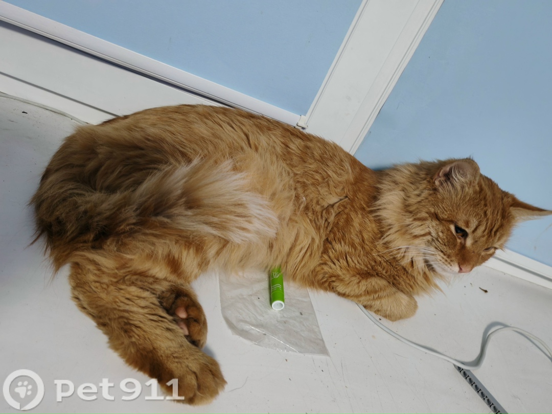 Найдена кошка в Владимире — фото объявления