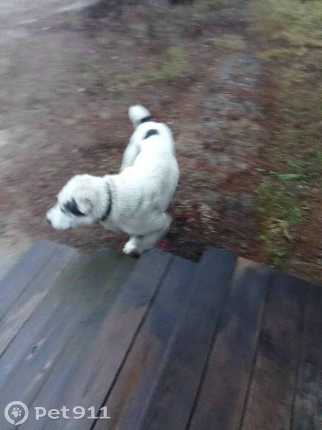 Найдена собака в Владимире — фото объявления