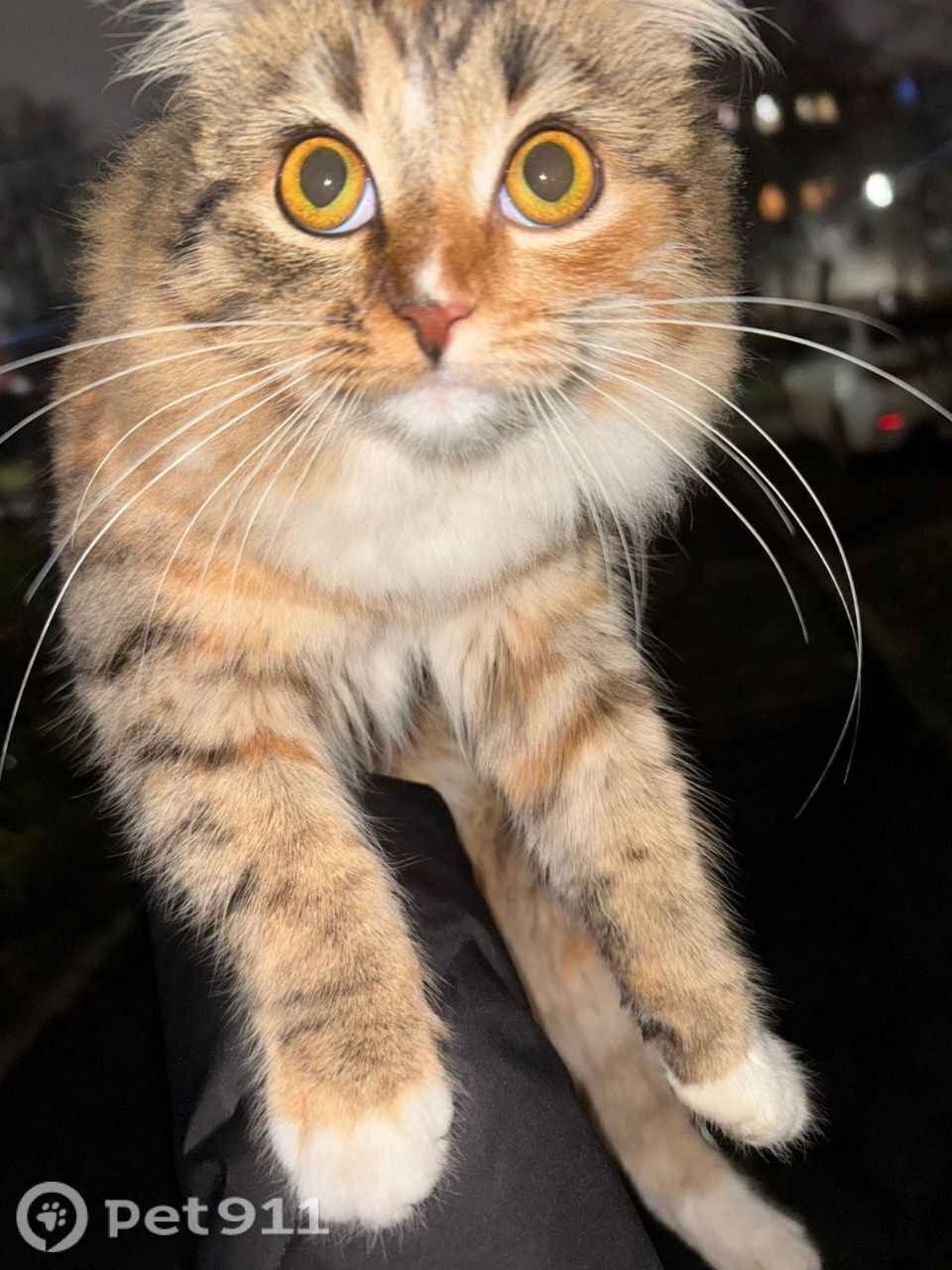 Найдена кошка в Владимире — фото объявления