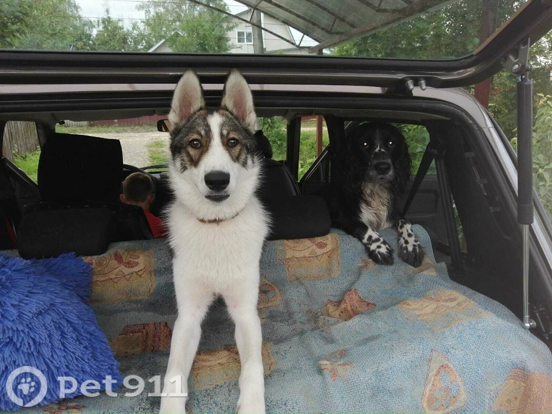 Пропала собака в Владимире — фото объявления