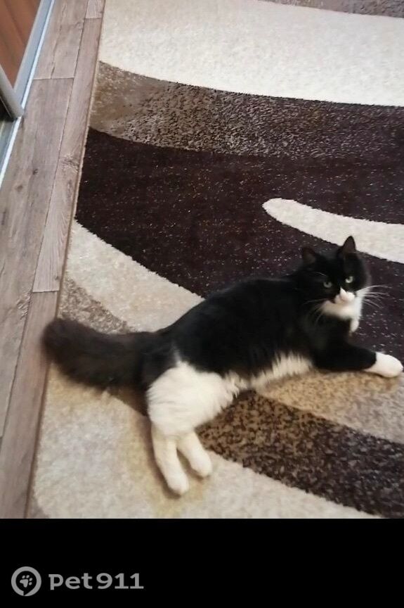 Пропала кошка в Владимире — фото объявления