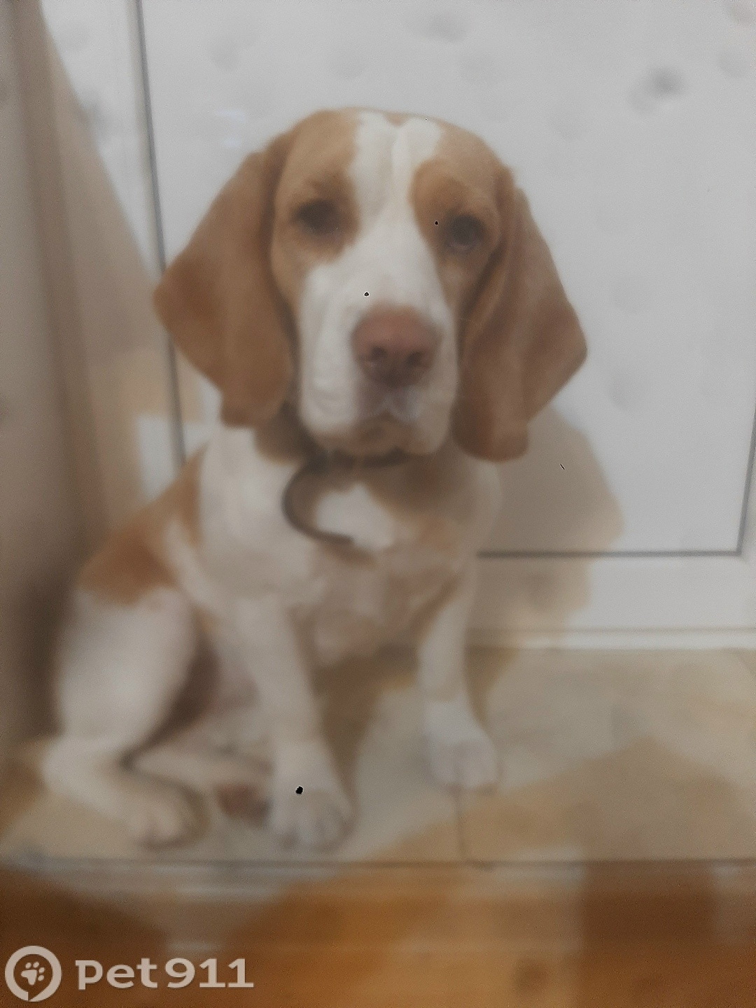 Пропала собака в Владимире — фото объявления