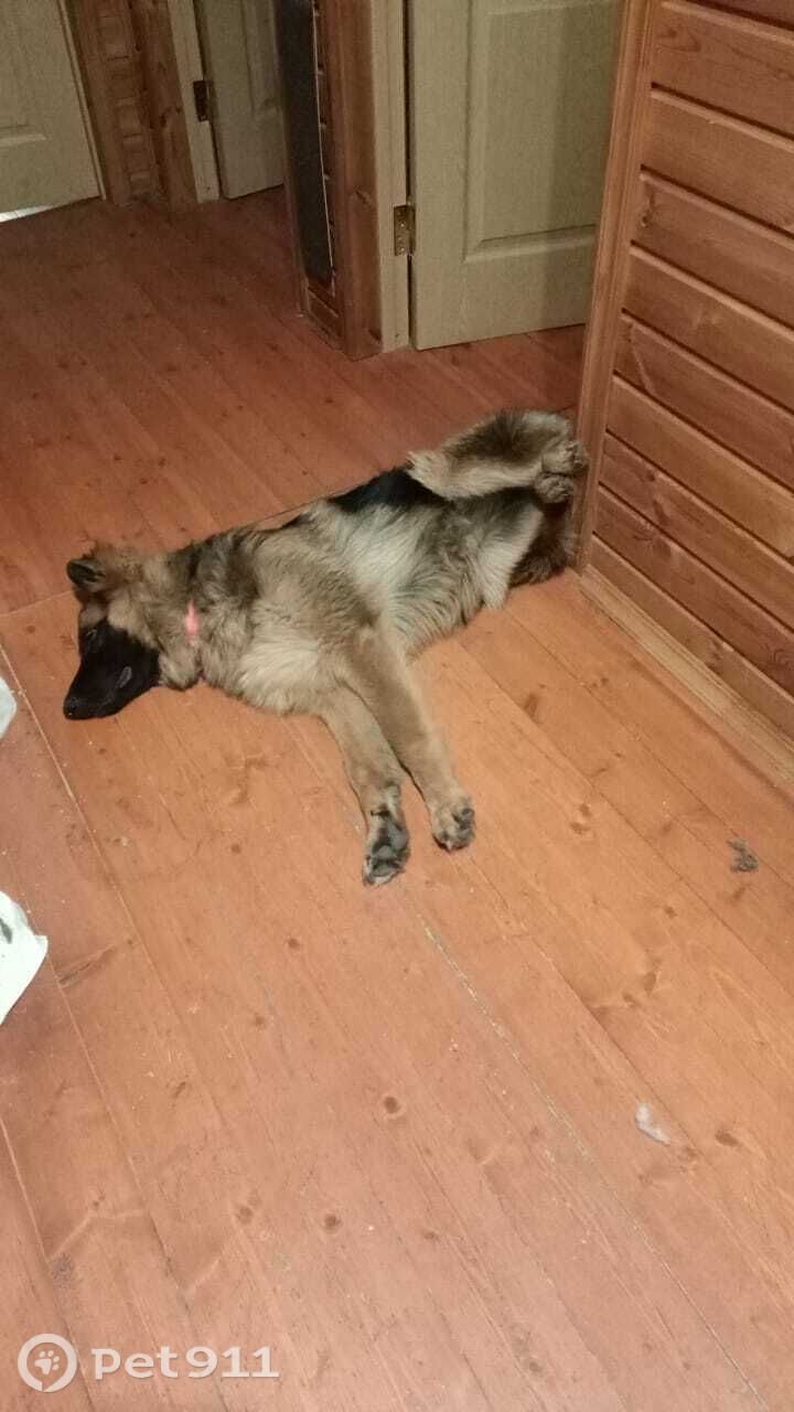 Пропала собака в Владимире — фото объявления