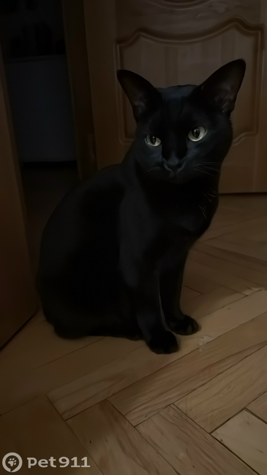 Пропала кошка в Владимире — фото объявления