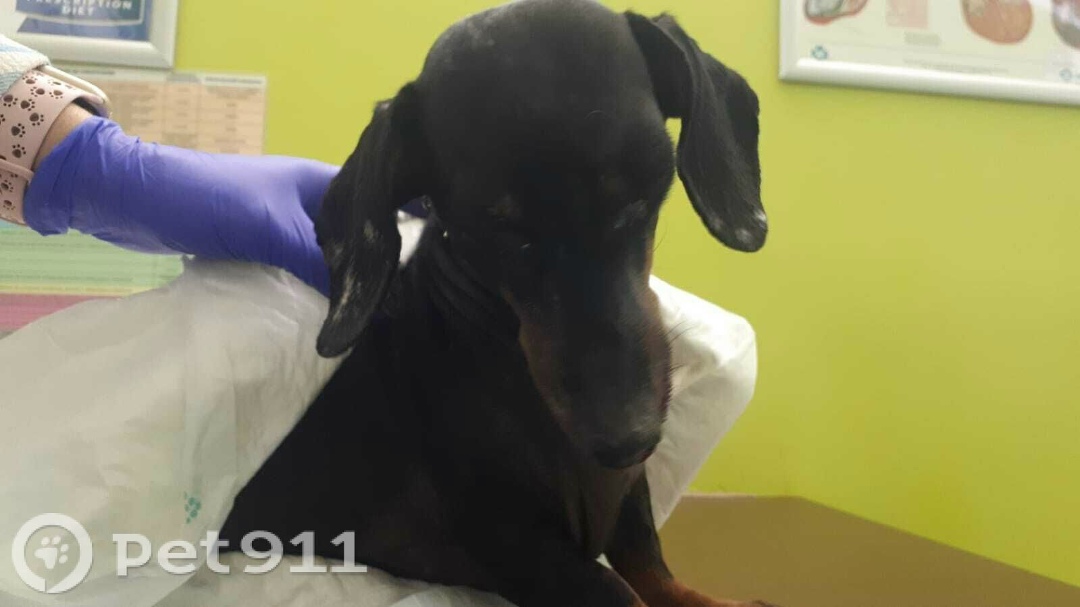 Найдена собака в Владимире — фото объявления