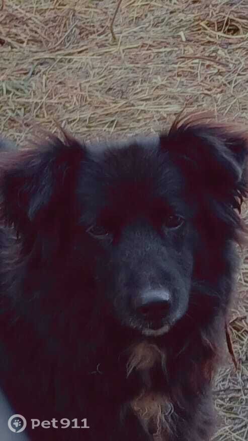 Пропала собака в Владимире — фото объявления