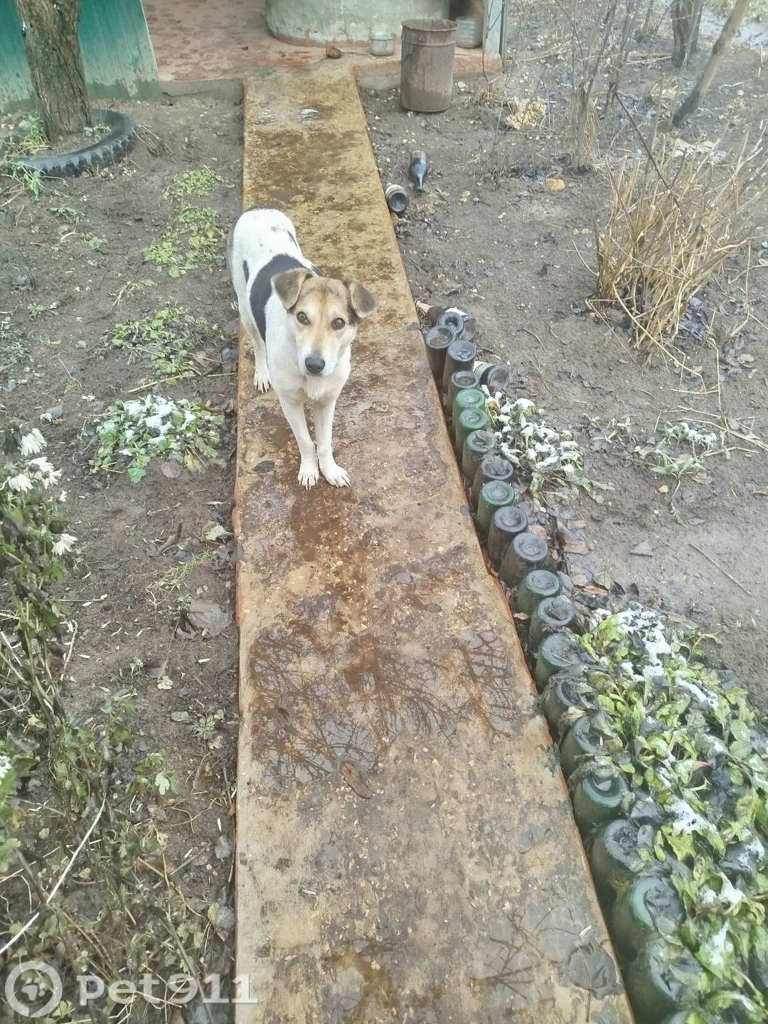 Найдена собака в Владимире — фото объявления