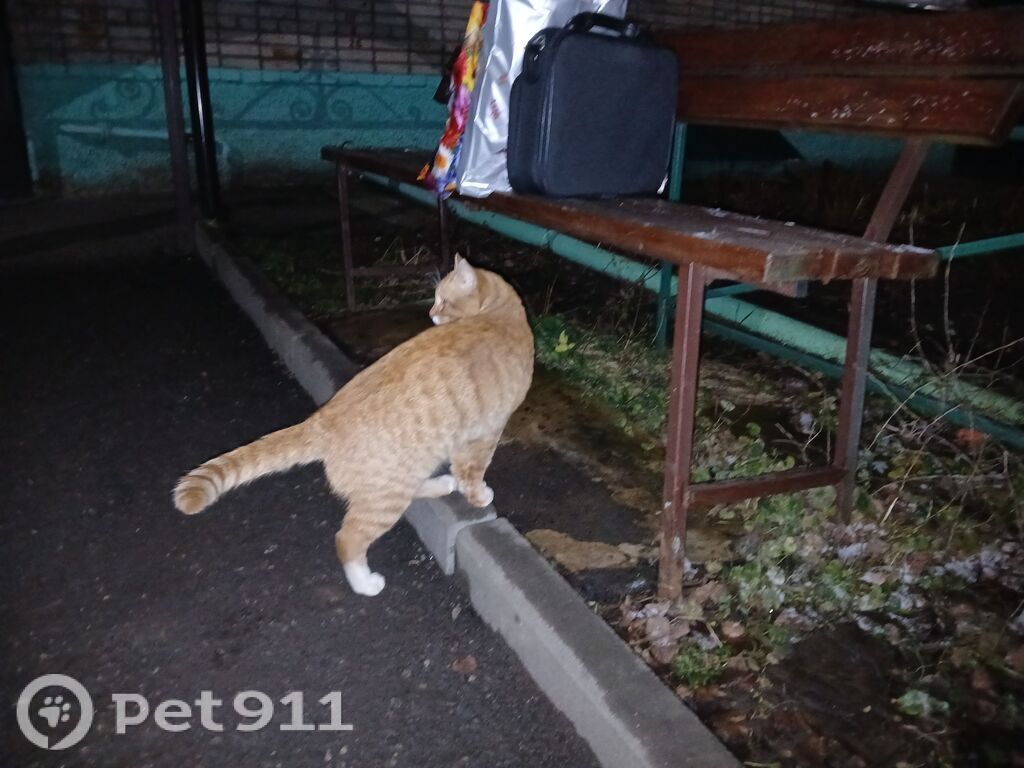 Найдена кошка в Владимире — фото объявления