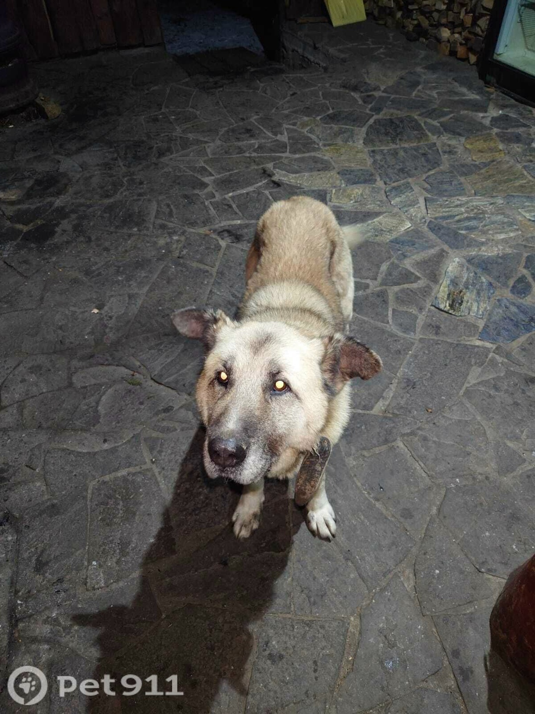 Найдена собака в Владимире — фото объявления