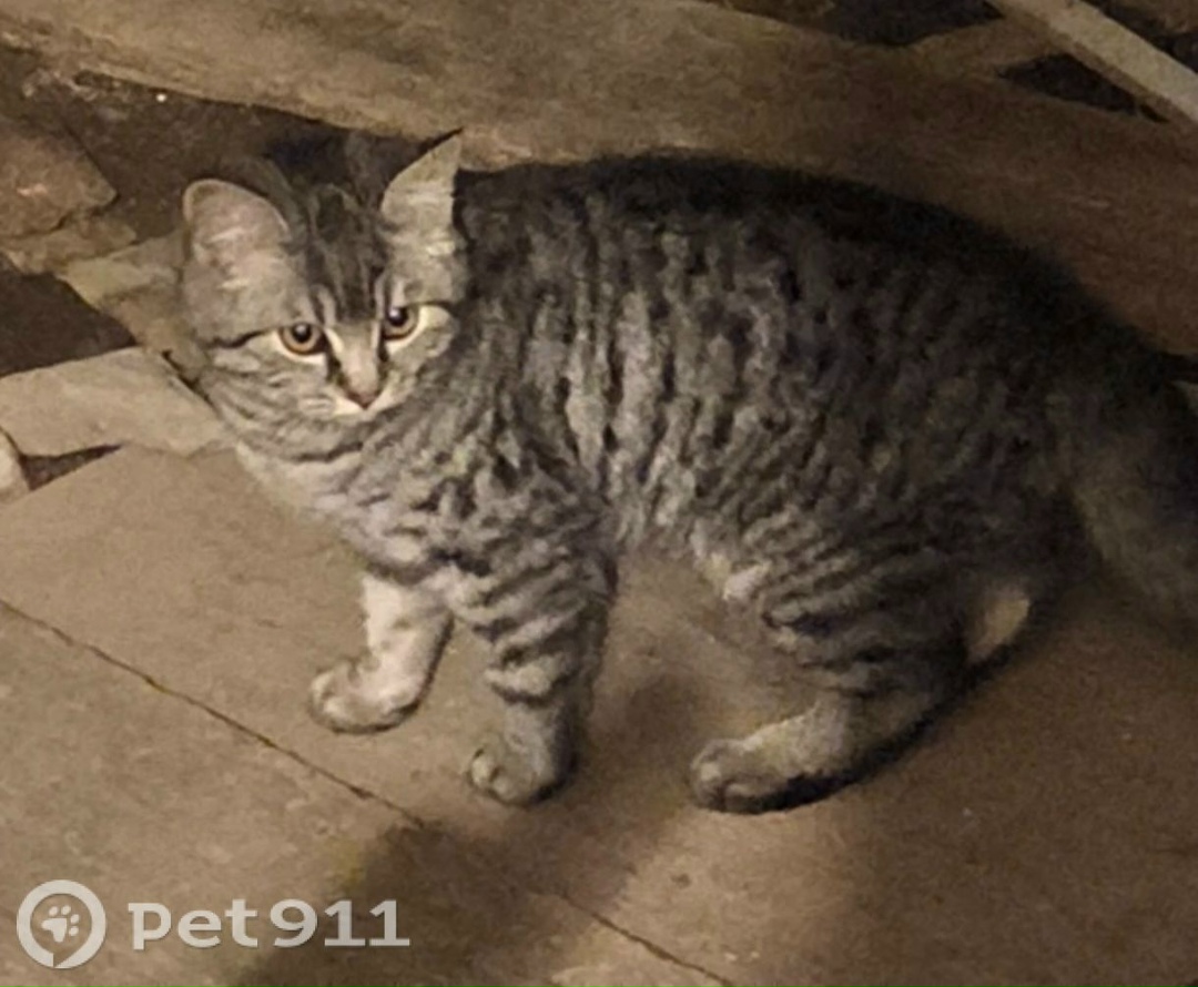 Найдена кошка в Владимире — фото объявления