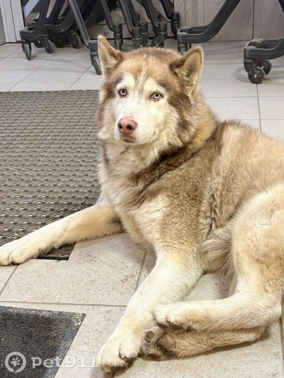 Найдена собака в Владимире — фото объявления