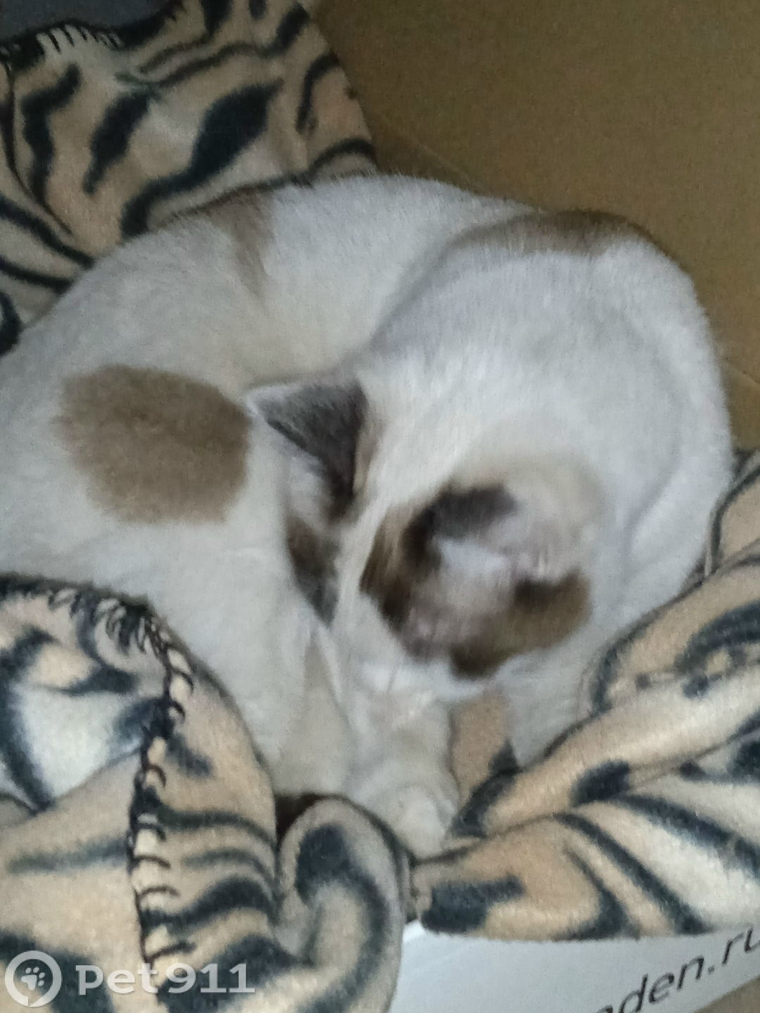 Найдена кошка в Владимире — фото объявления